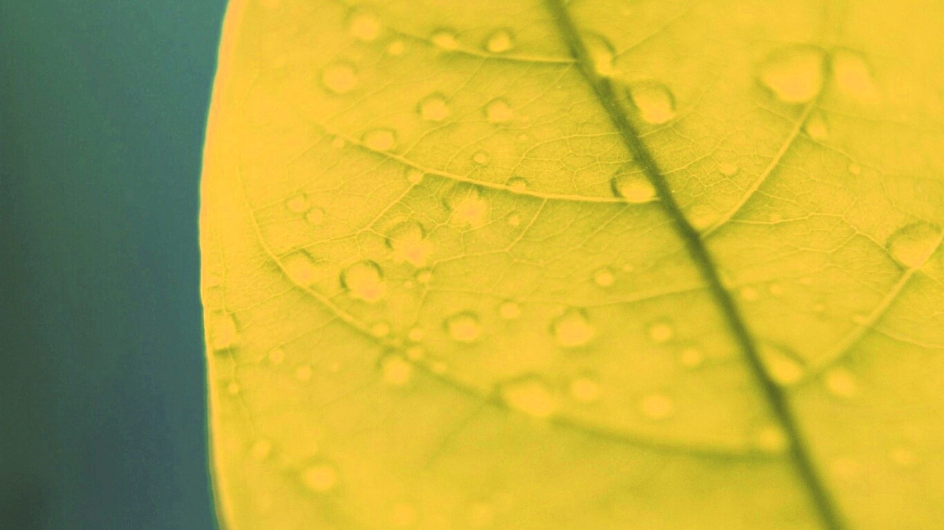 Зеленый листик в макро обои