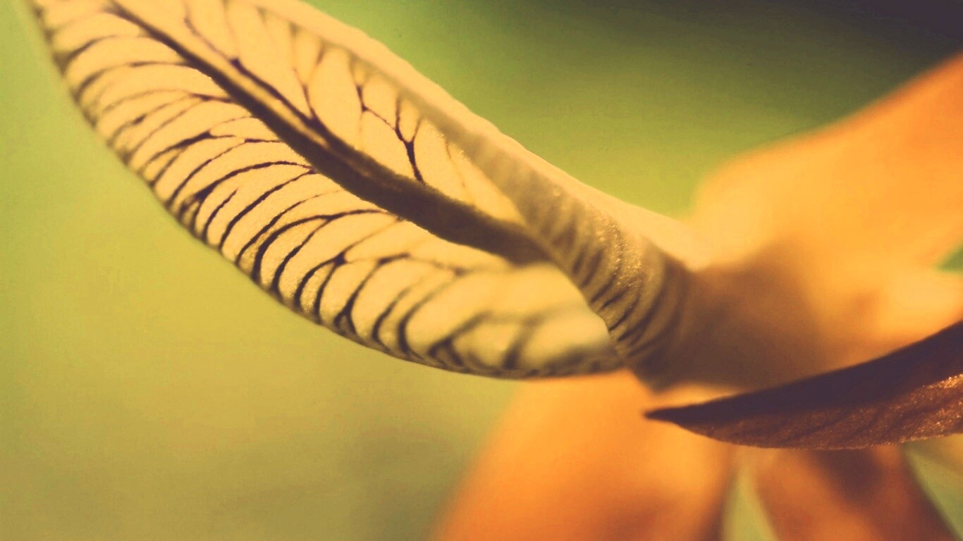 Сетчатый лист обои