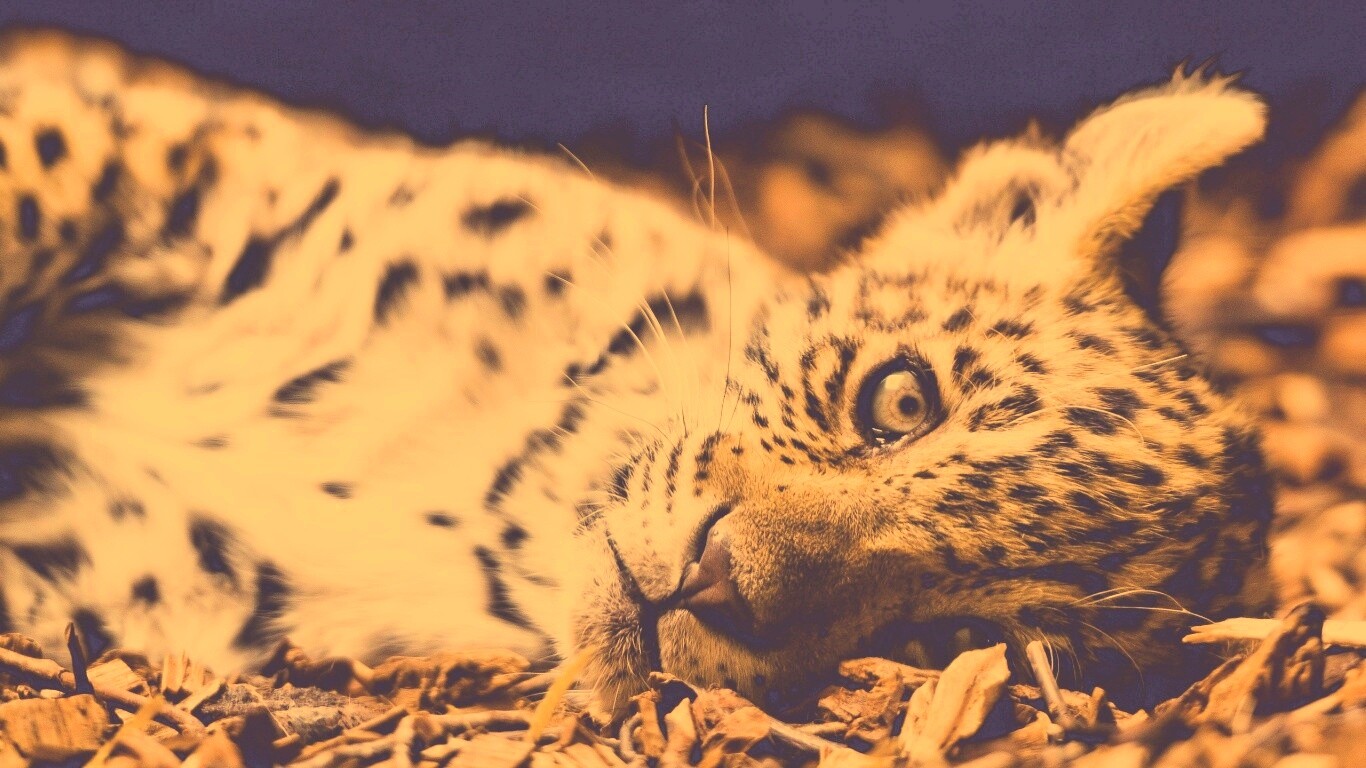 Гепард котенок обои