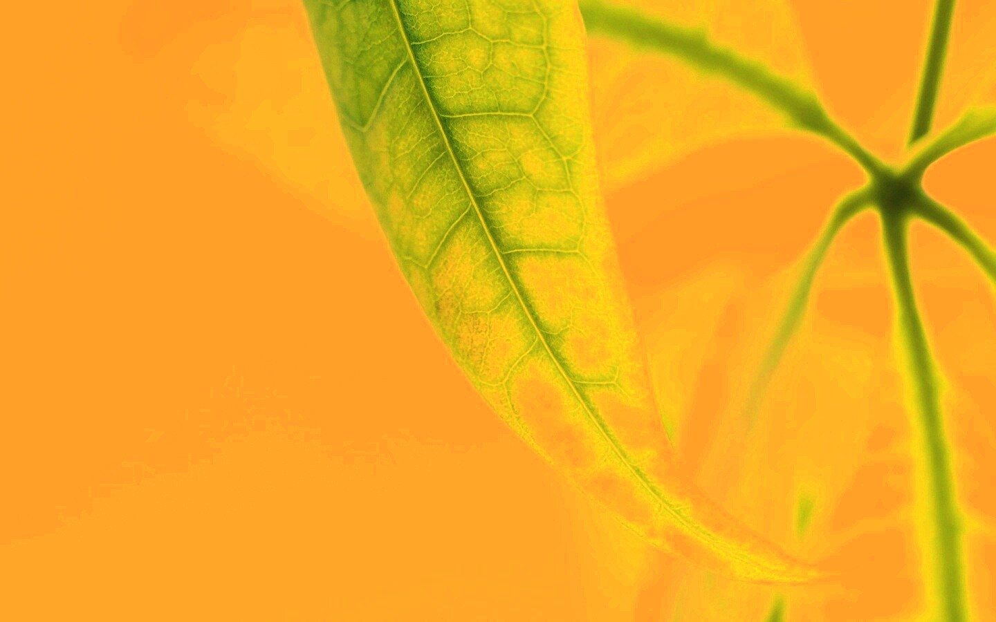Зеленый листок обои