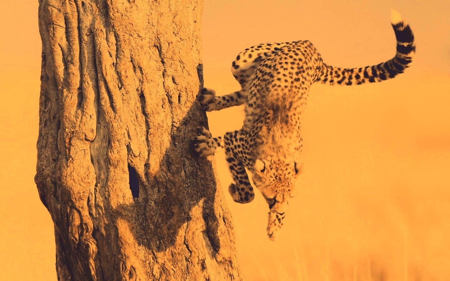 Скалолаз обои