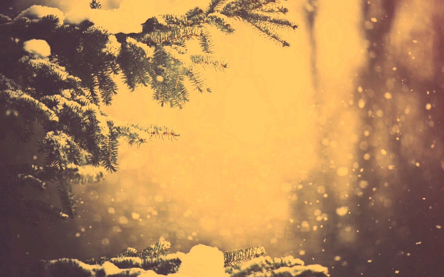 Еловые лапы в снегу обои