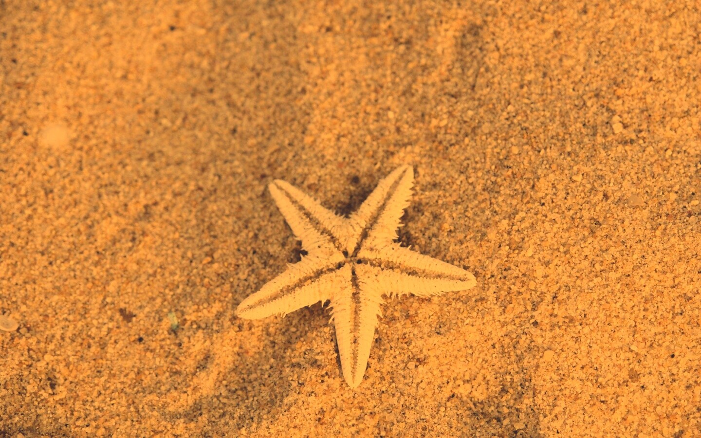 Морская звезда на песке обои