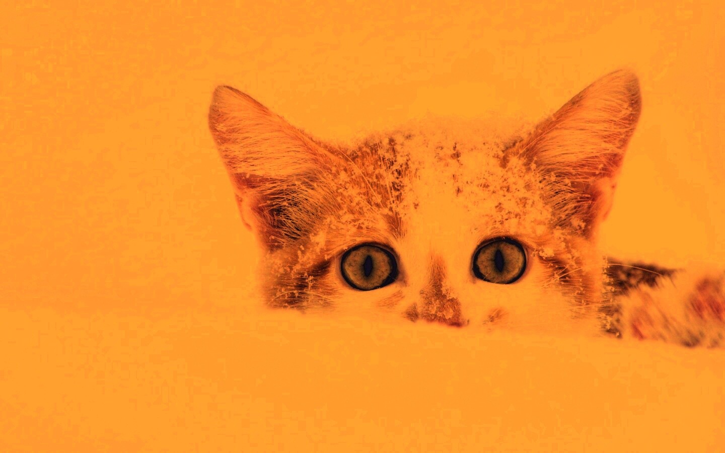 Рыжий котёнок в снегу обои