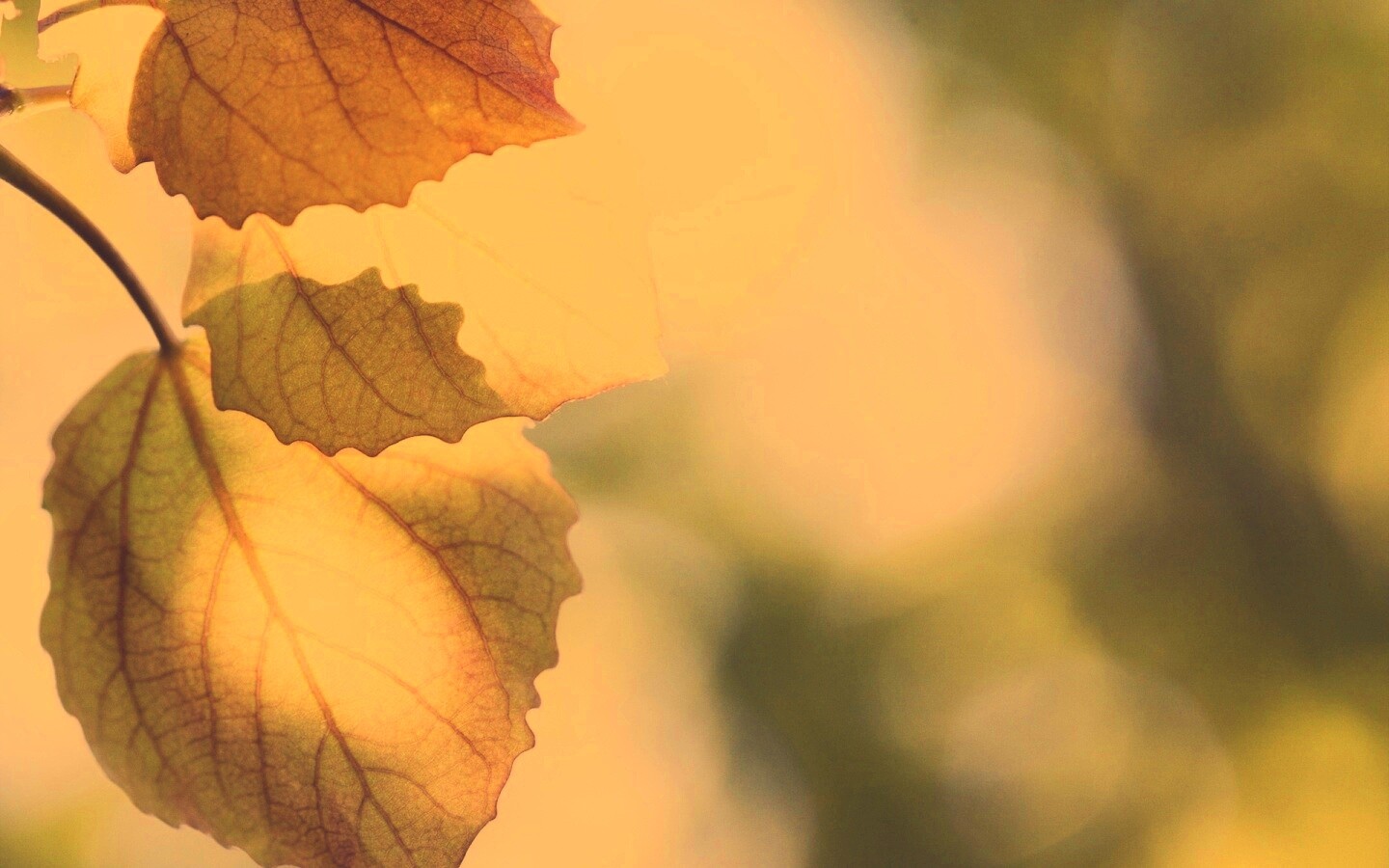 Макро фото осенней листвы обои