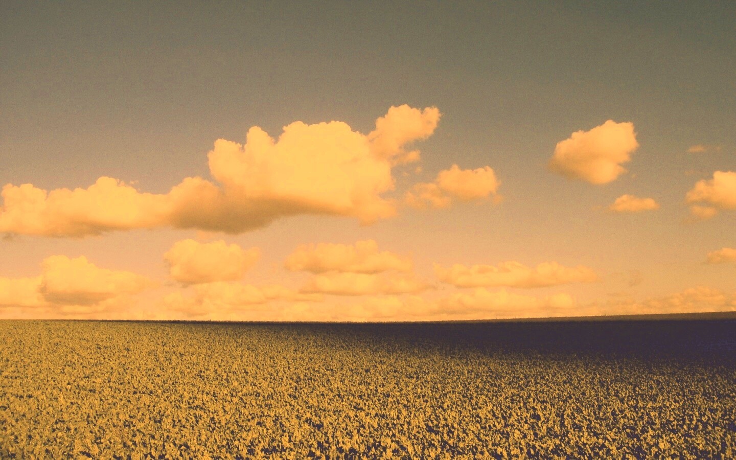 Обака над бескрайними полями обои