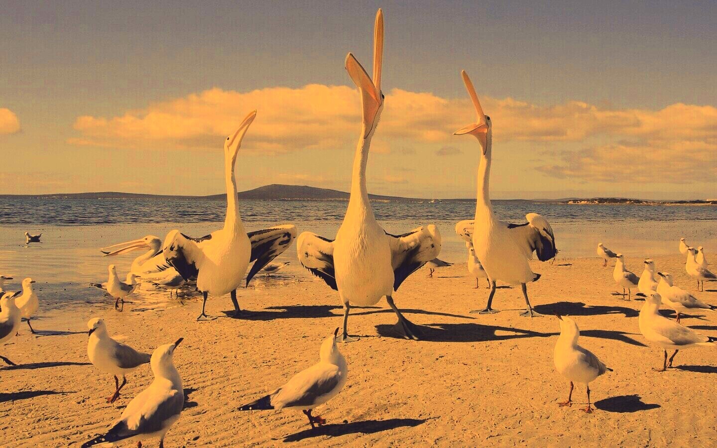 Пеликаны и чайки обои