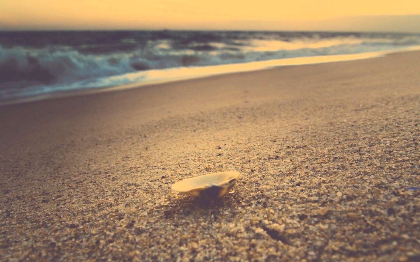 Ракушка не песчанном берегу обои