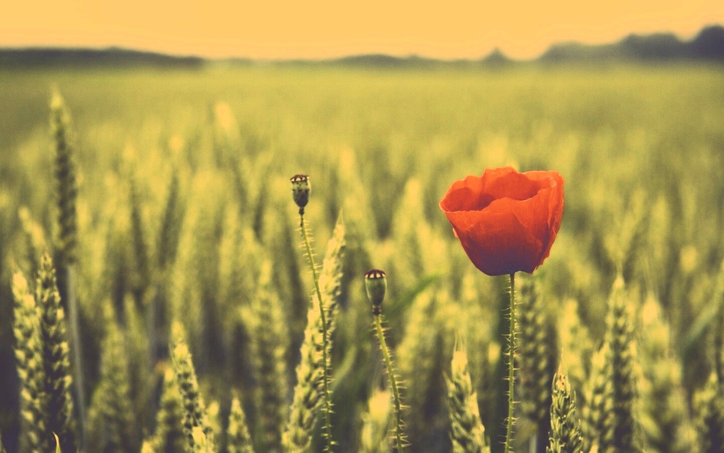 Первый распустившийся мак обои