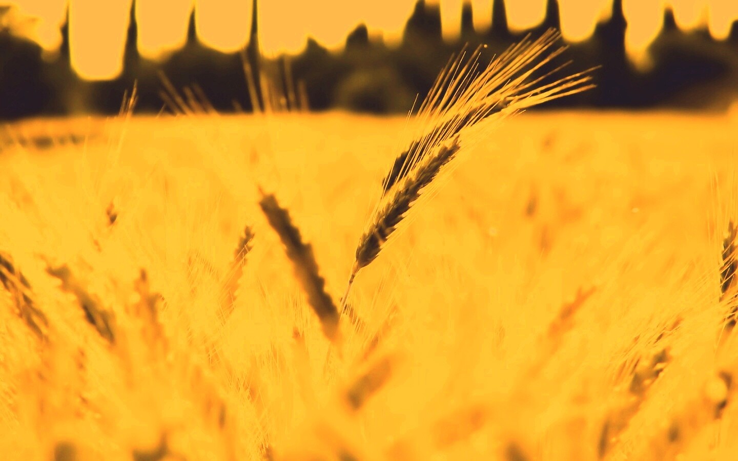 Пшеничное поле обои
