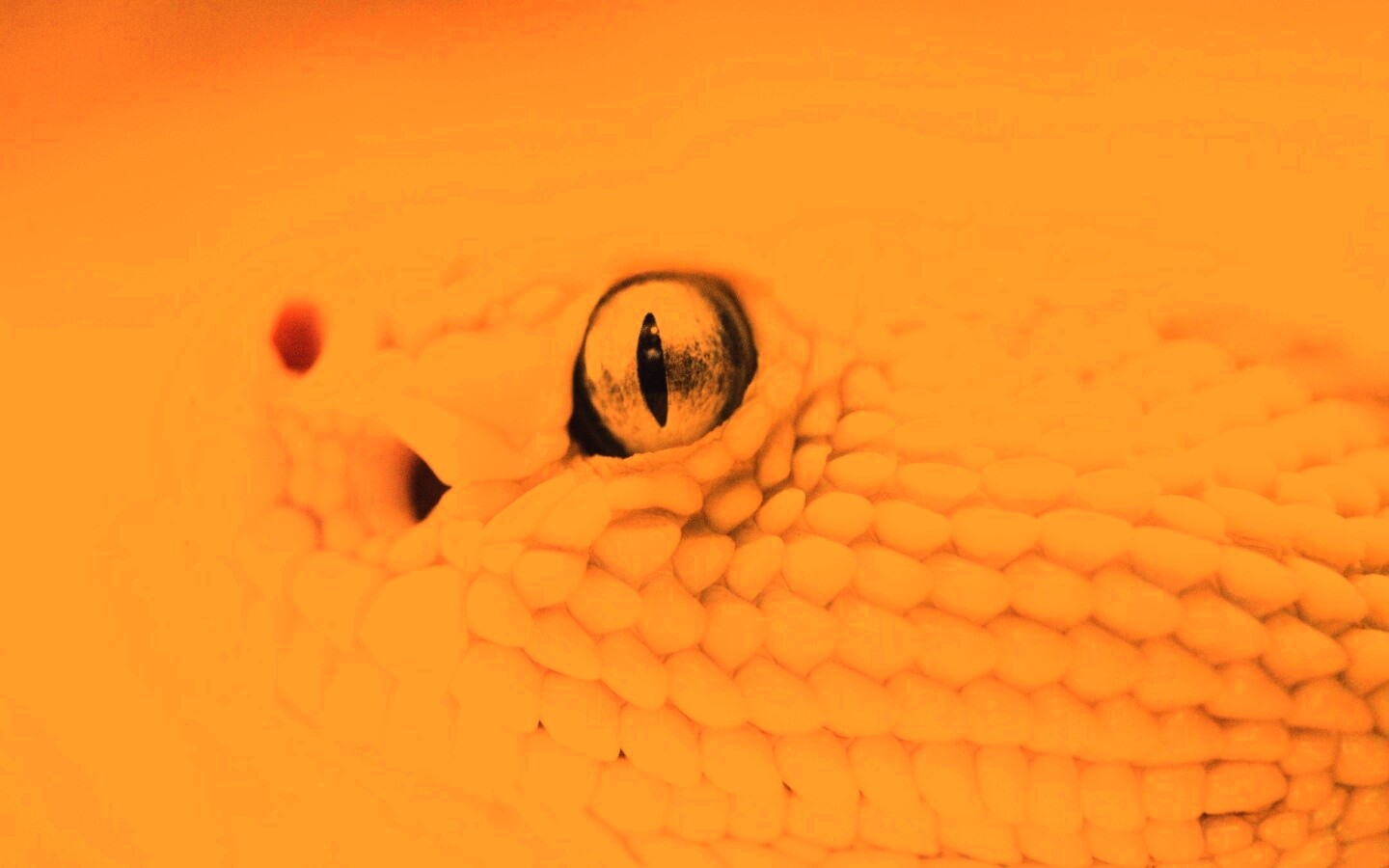 Змея альбинос обои