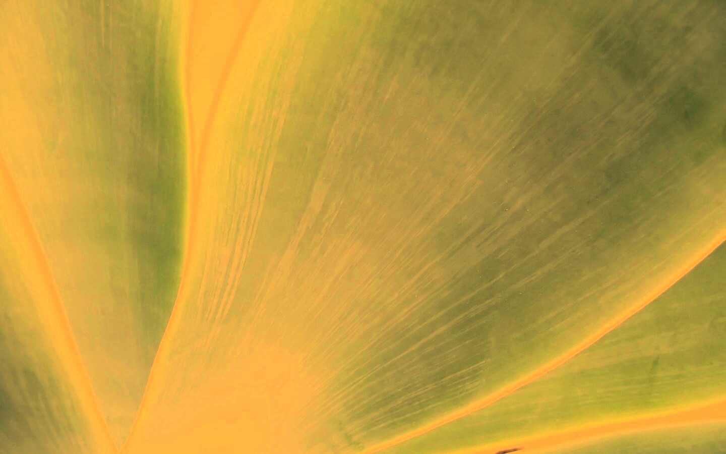 Макро фото травинки обои