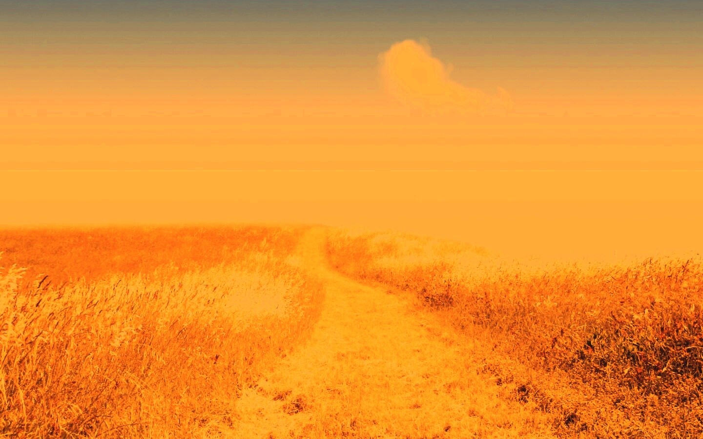 Золоте поле обои