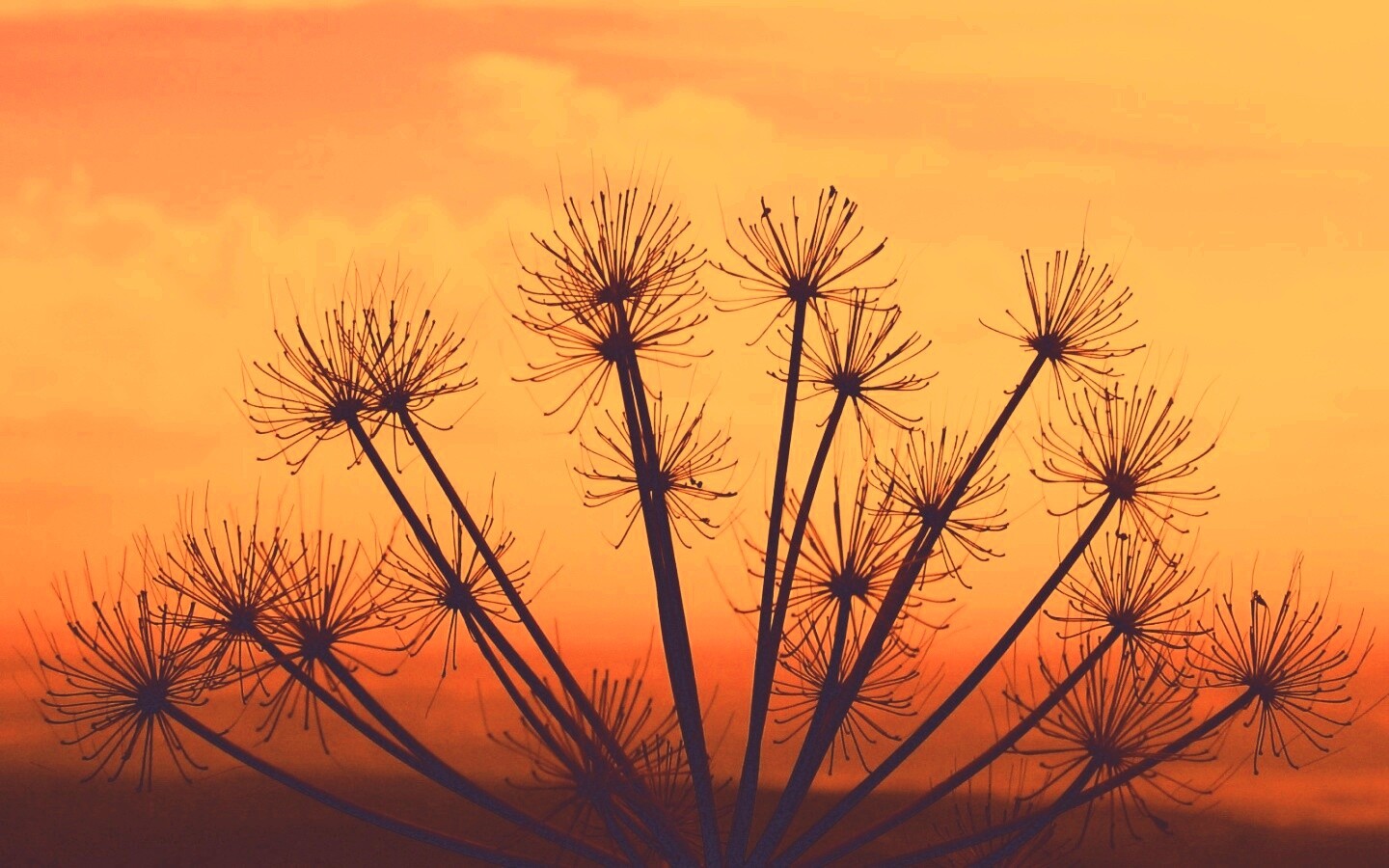 Зонтичное соцветие обои