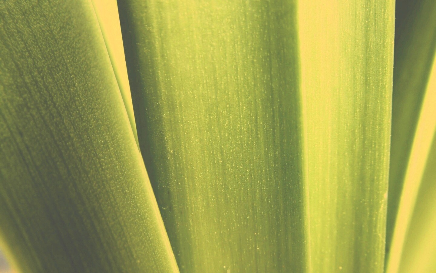 Сочная травинка обои