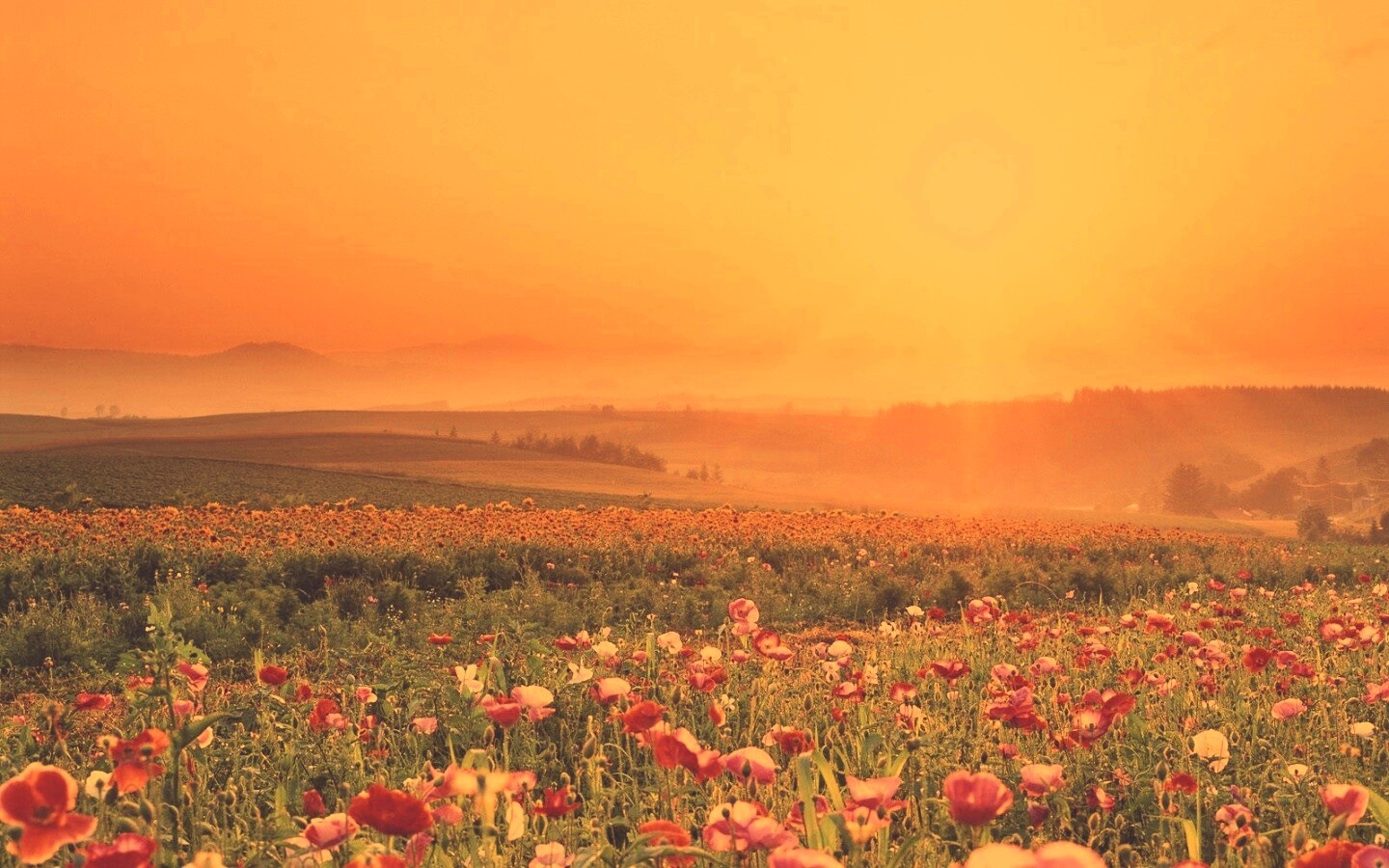 Цветущие поля обои