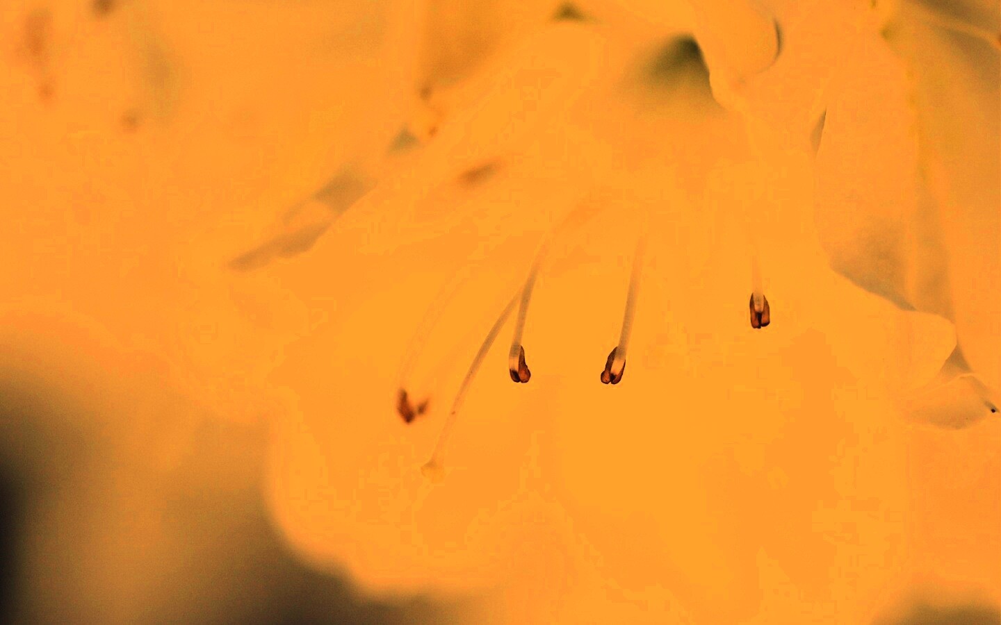 Цветок орхидеи обои