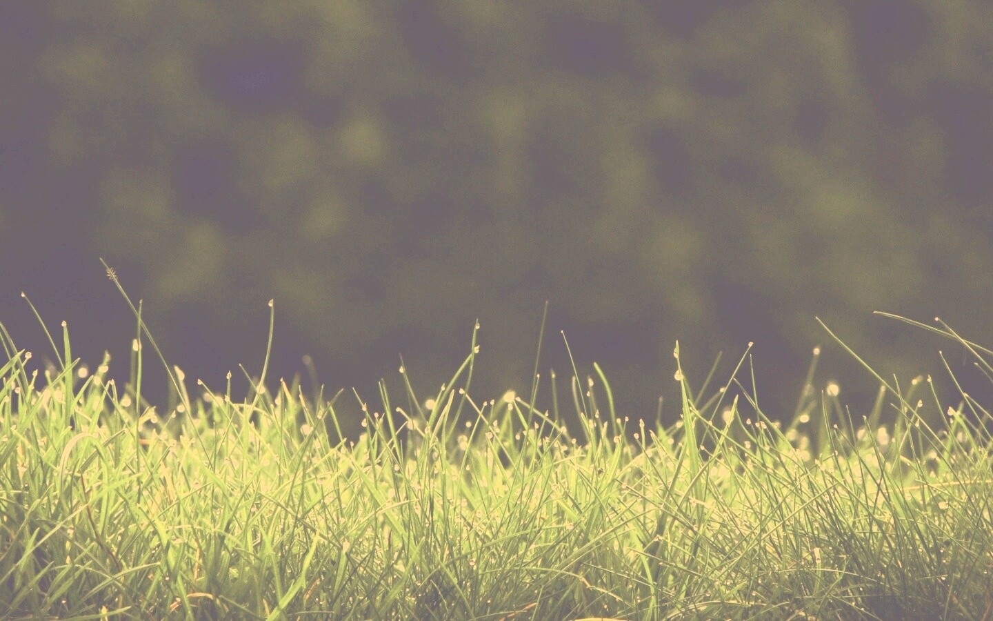 Трава после дождя обои