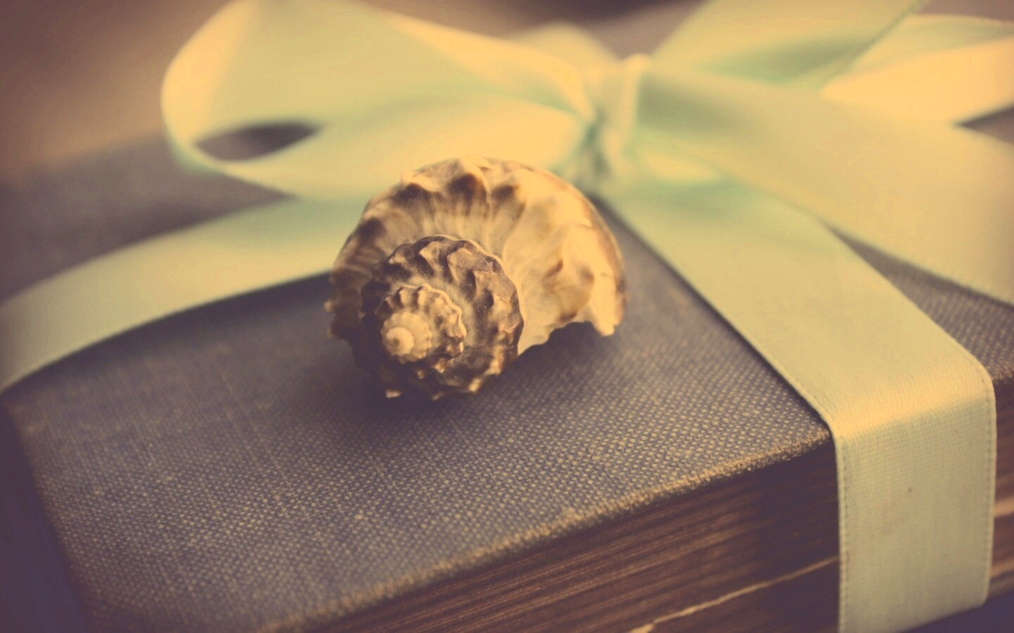 Ракушка на подарочном альбоме обои