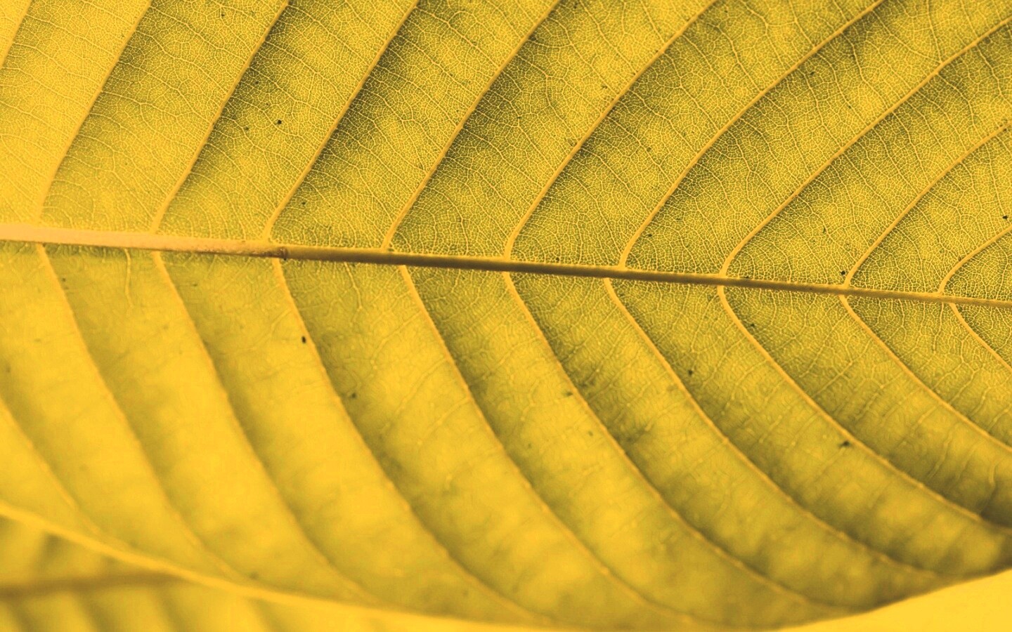 Листик обои