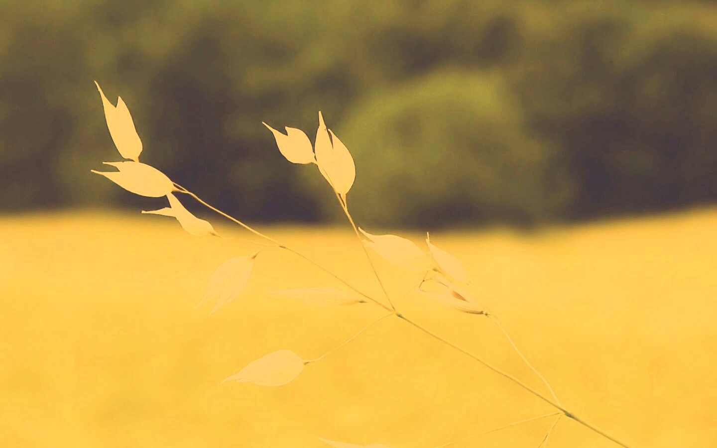 Белые полевые цветочки обои