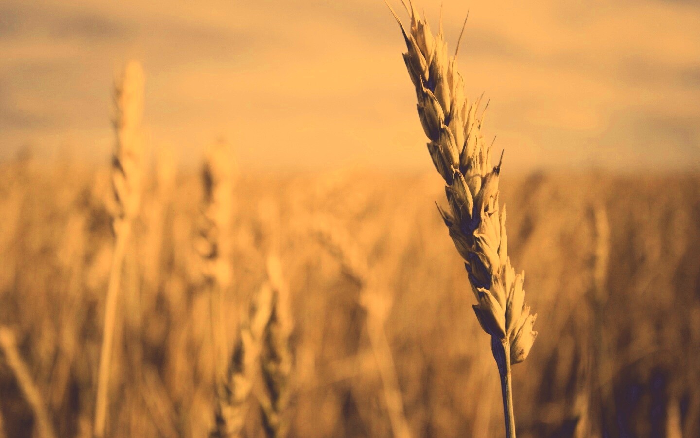 Колосок обои