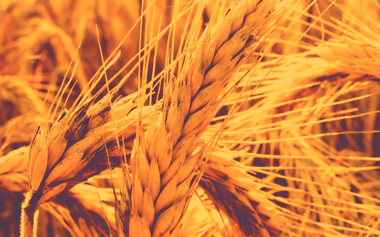 Зреющий колос обои