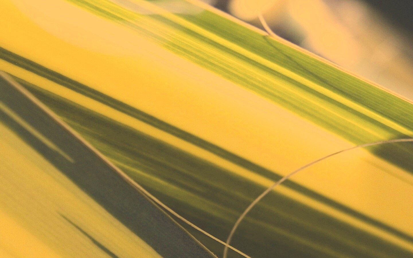 Желто-зеленые травинки обои