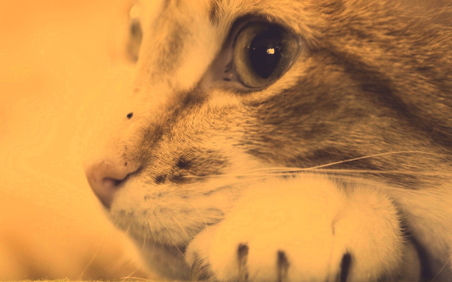 Мордочка на лапаках обои