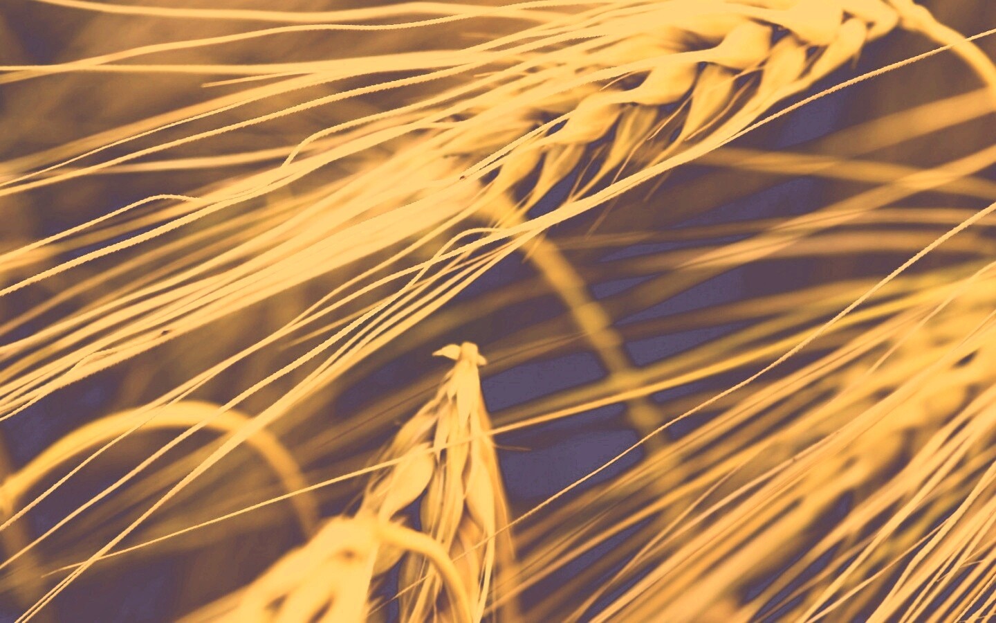 Лохматые колосья обои