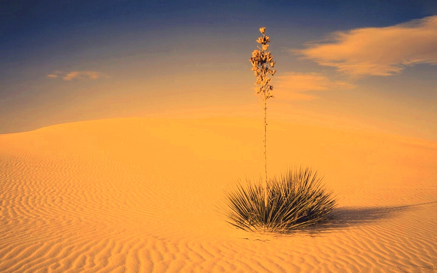 Растение среди пустыни обои