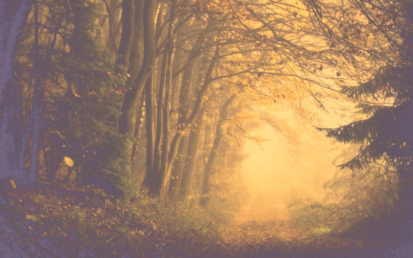 Дорожка заваленная листьями обои