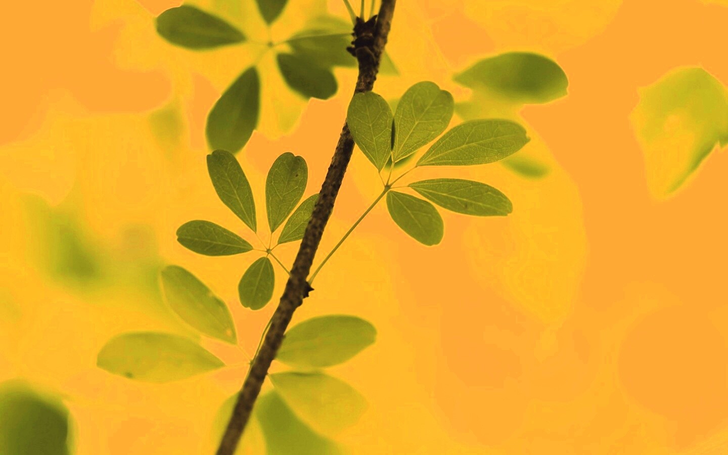 Листики на ветке обои