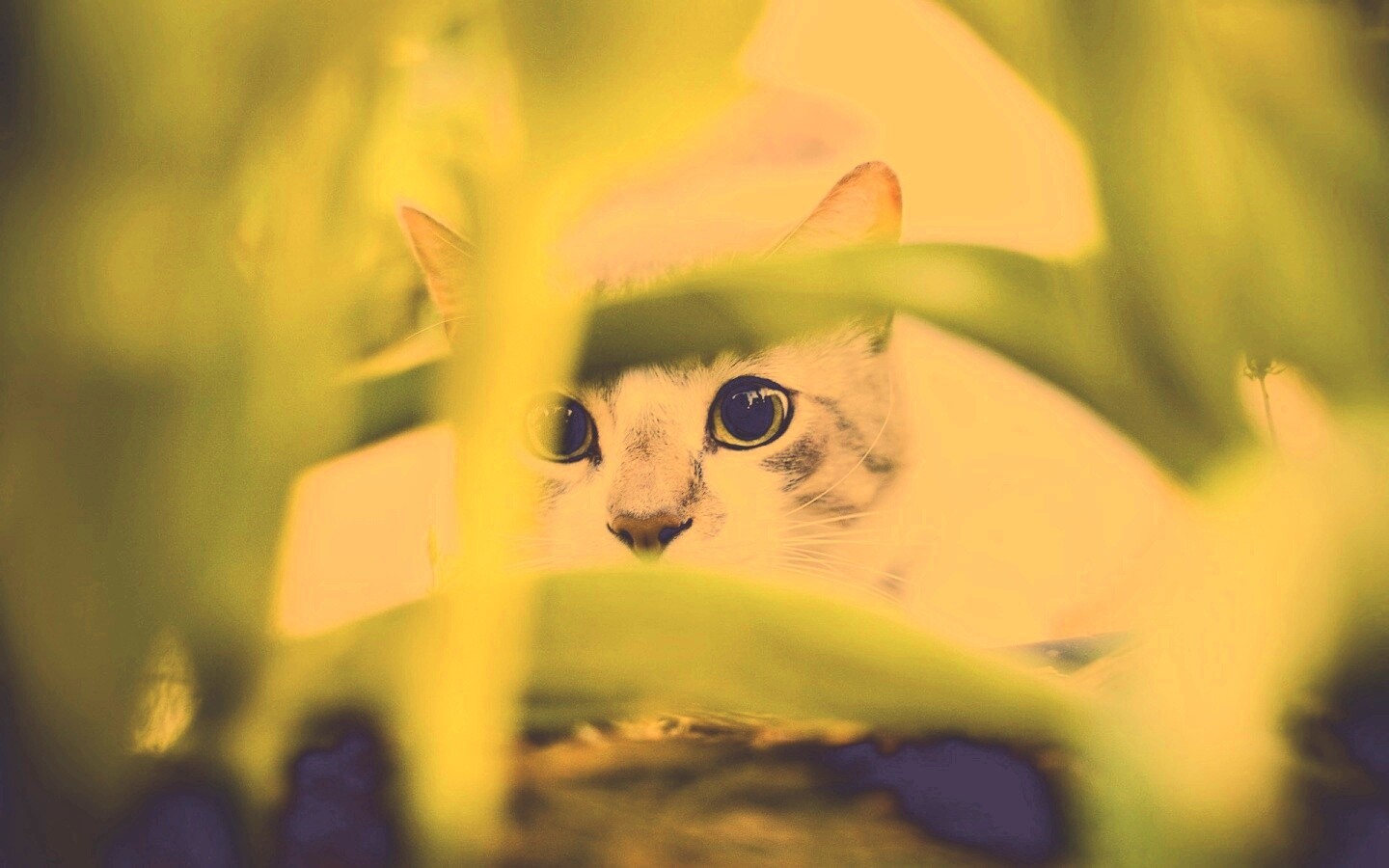 Кот в засаде обои