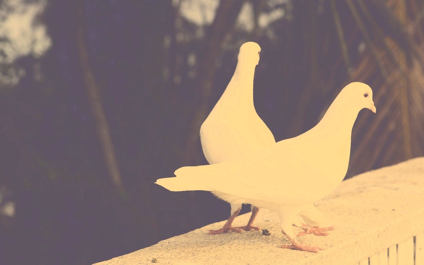 Два белых голубя обои