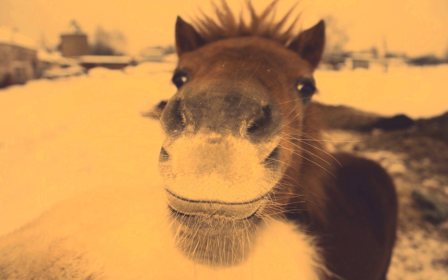 Морда пони обои