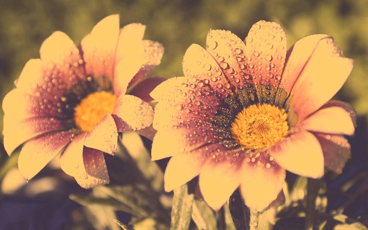 Два цветка обои