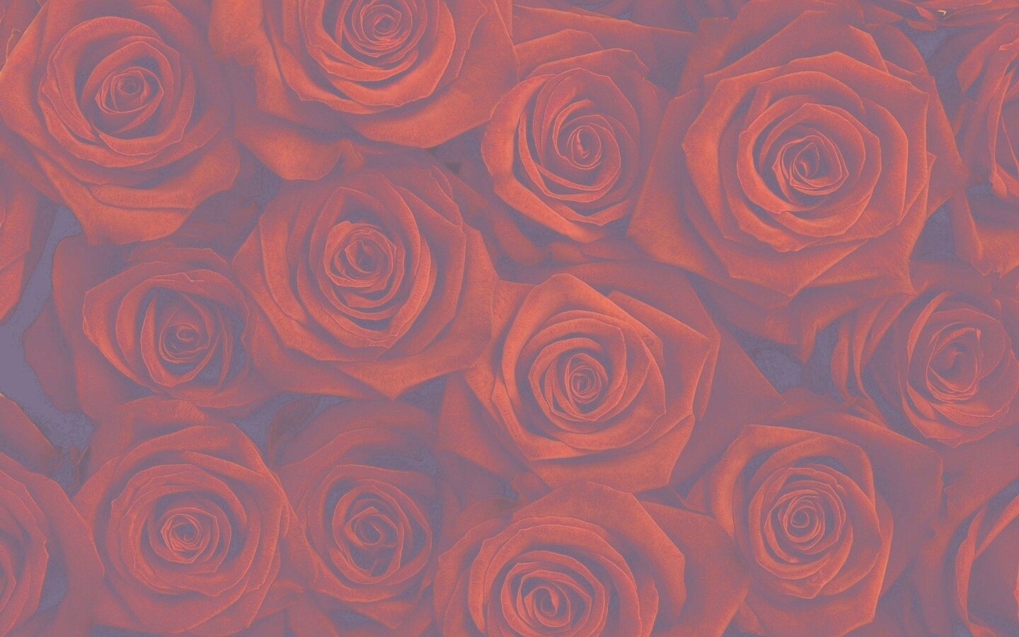 Букет красных роз обои