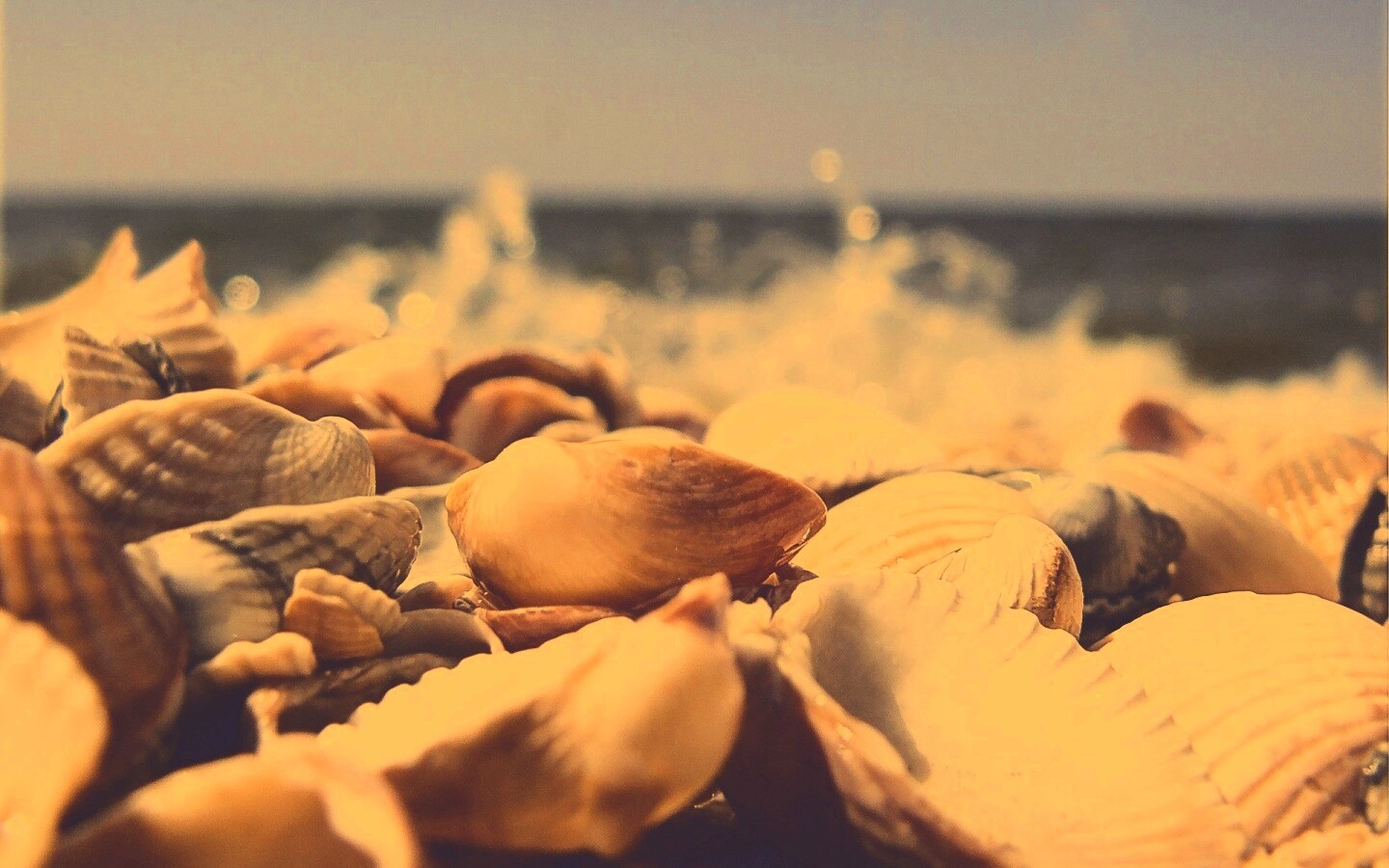 Морские ракушки обои