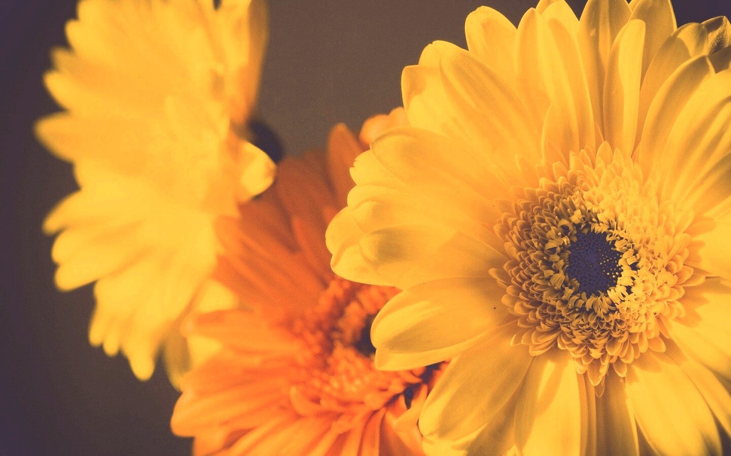 Желтый гербер обои