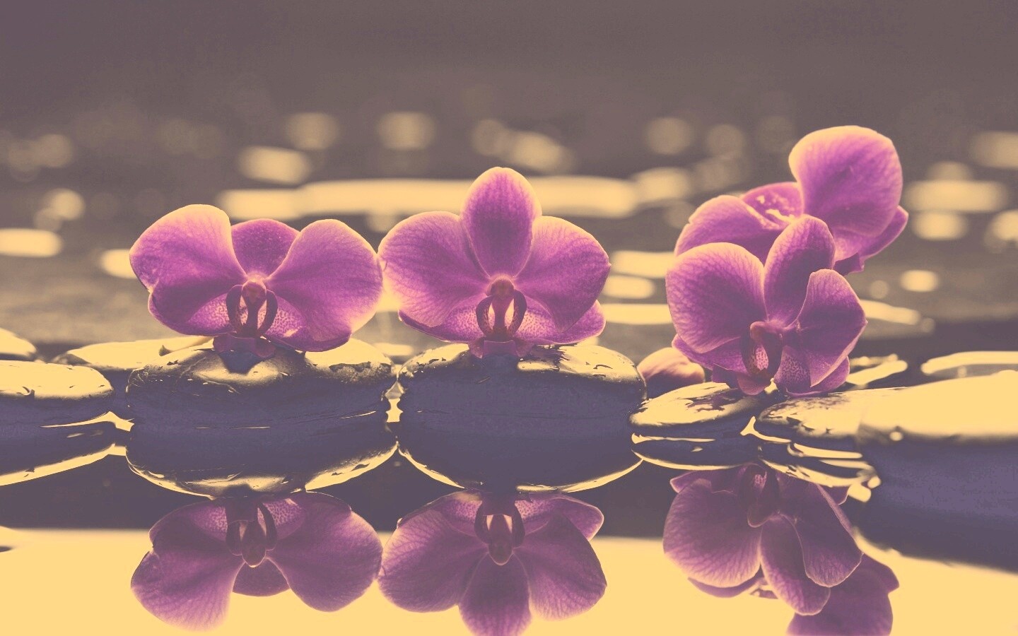 Орхидеи на камнях обои