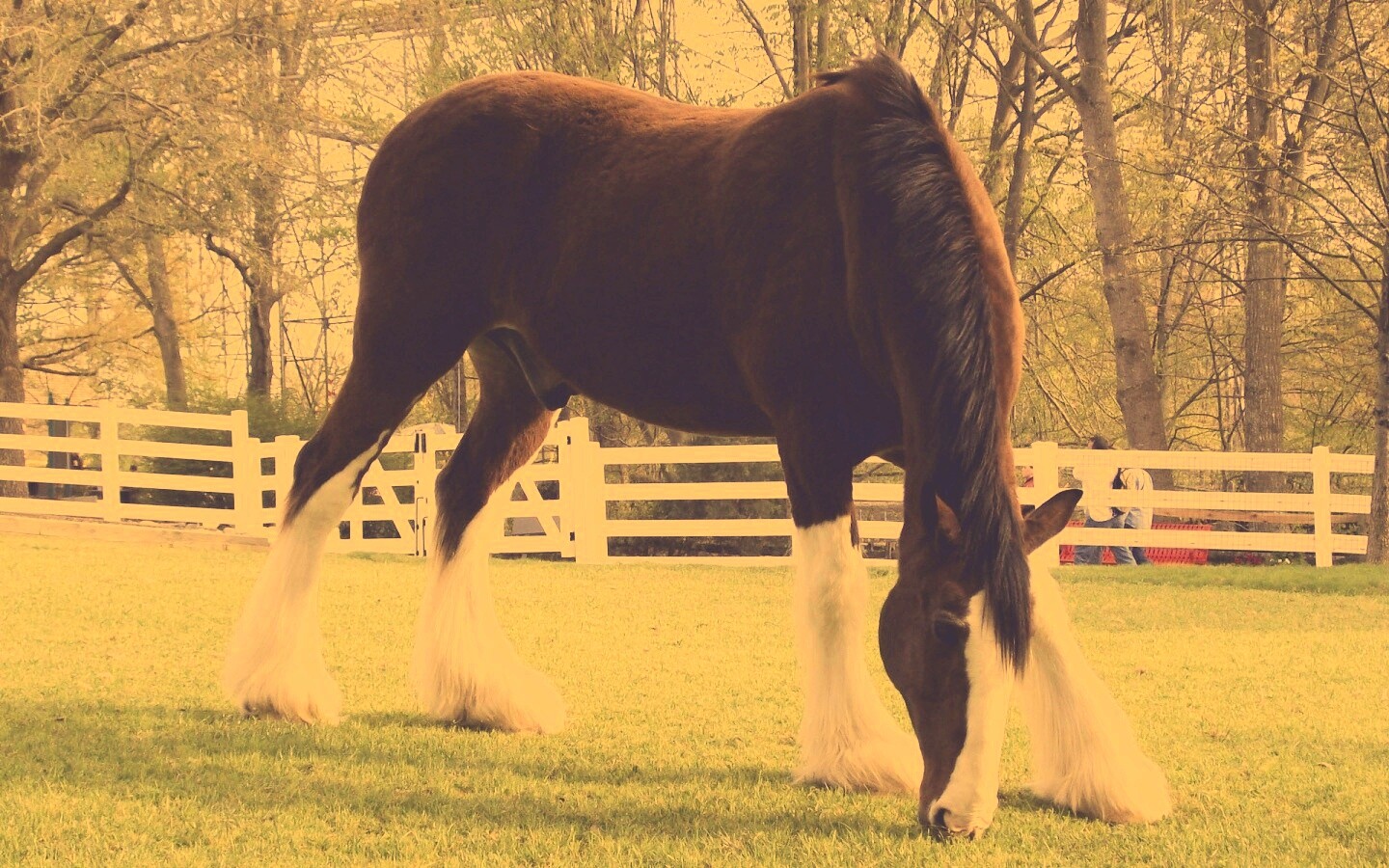 Лошадь с лохматыми ногами обои