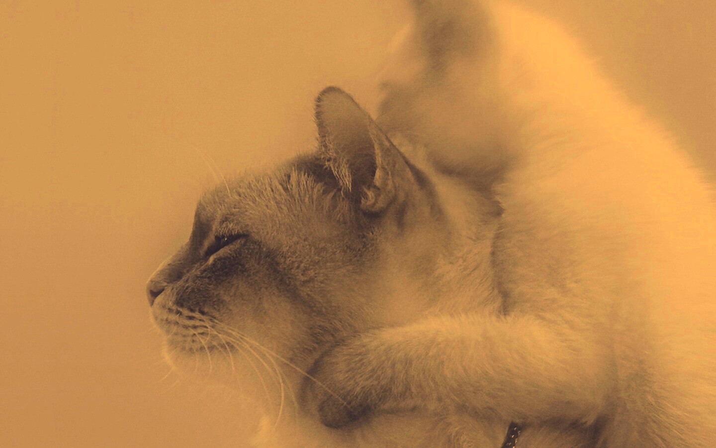Котёнок обнимает маму обои