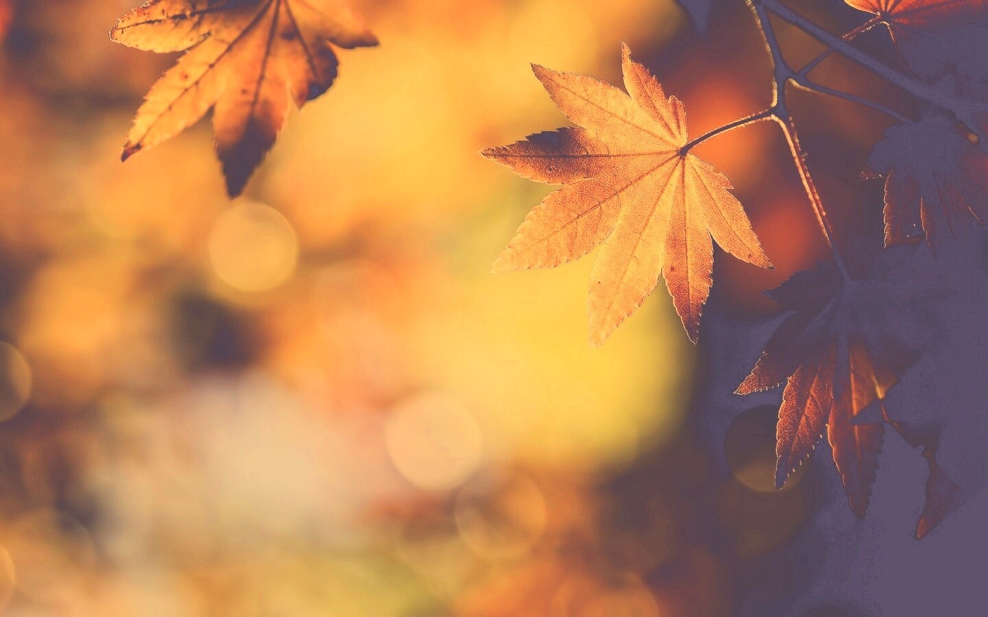 Осенние листья обои