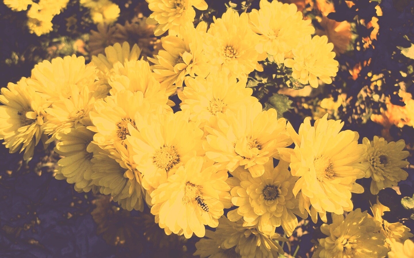 Оса на желтых герберах обои