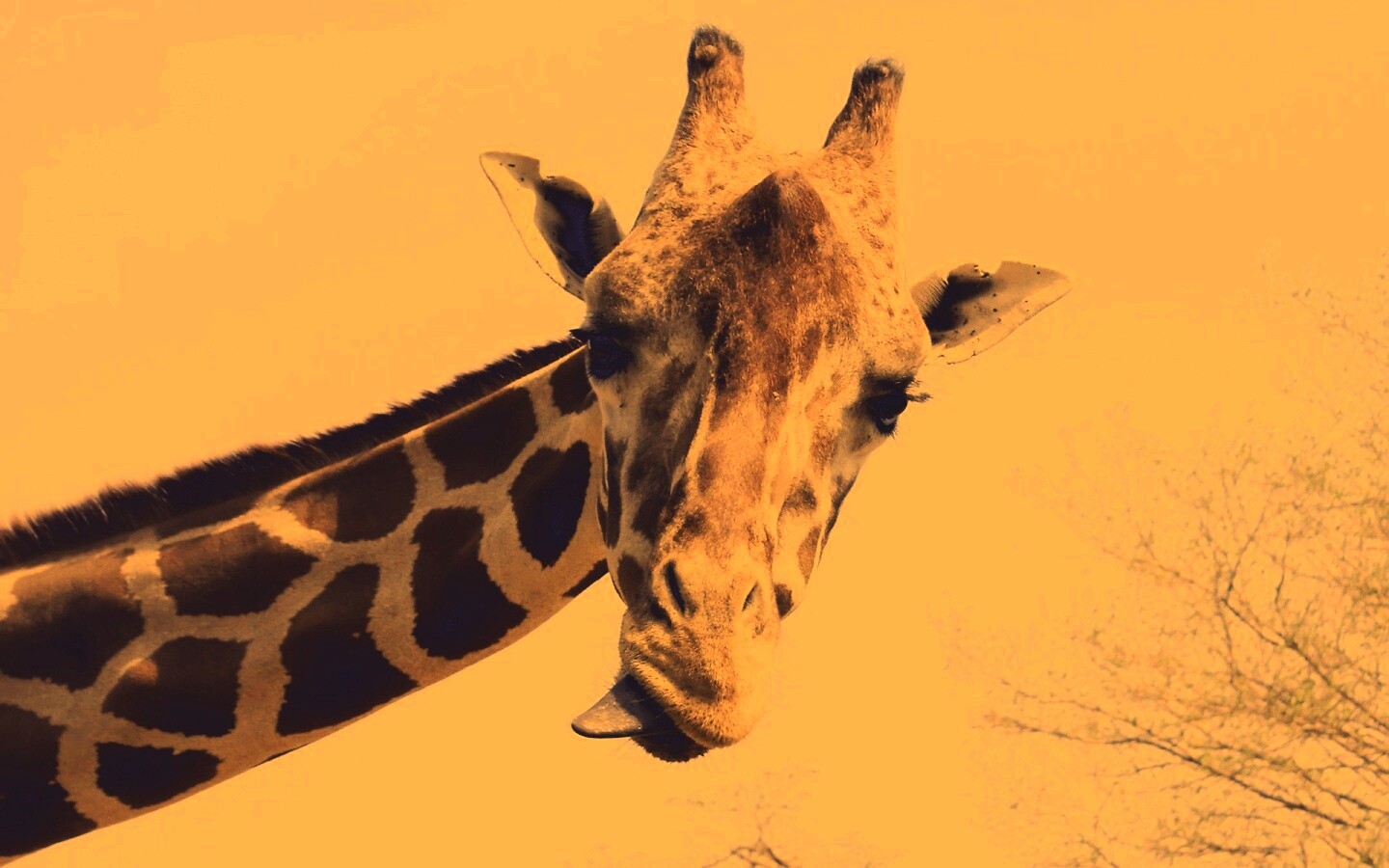 Жираф показывает язык обои