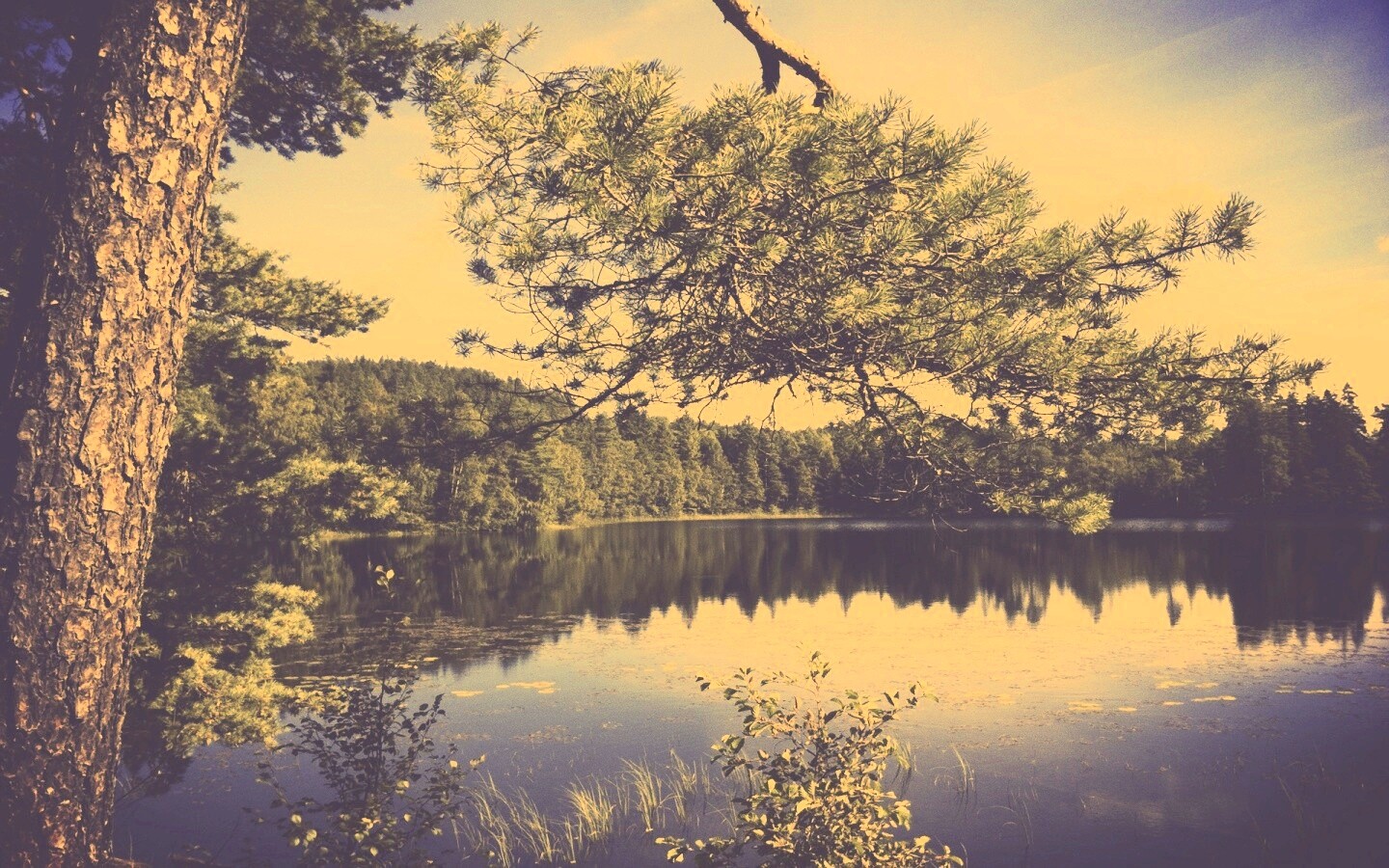 Ветка сосны над озером обои