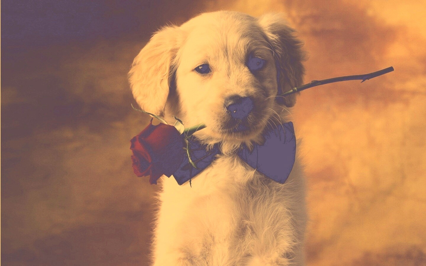 Щенок с розой в зубах обои