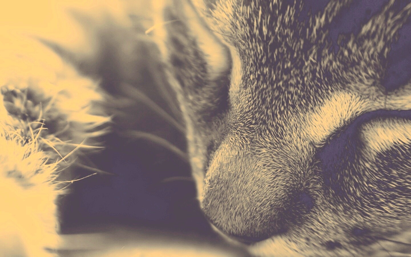 Мордочка кота обои