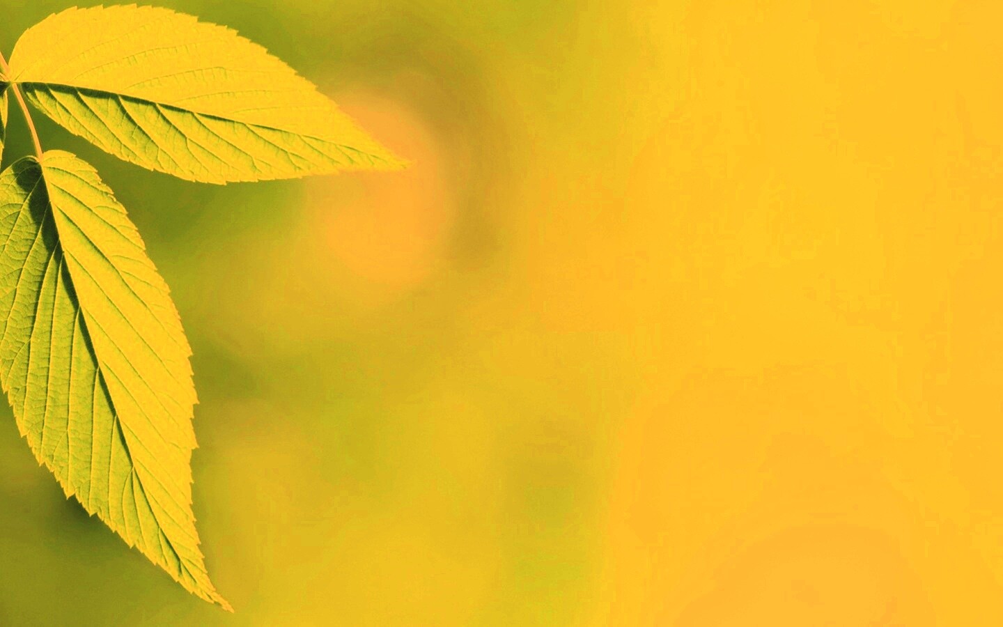 Два листа обои